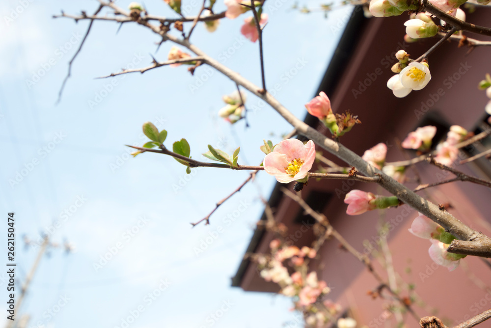 ボケ ボケの花 春 小花 自然 春日和 ナチュラル 花 フラワー Stock Photo Adobe Stock