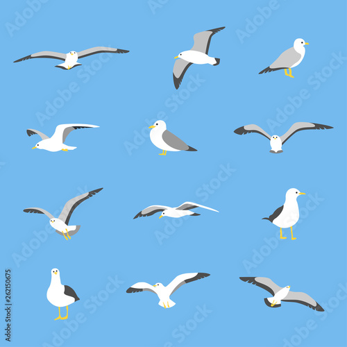 various poses of seagull. flat design style minimal vector illustration