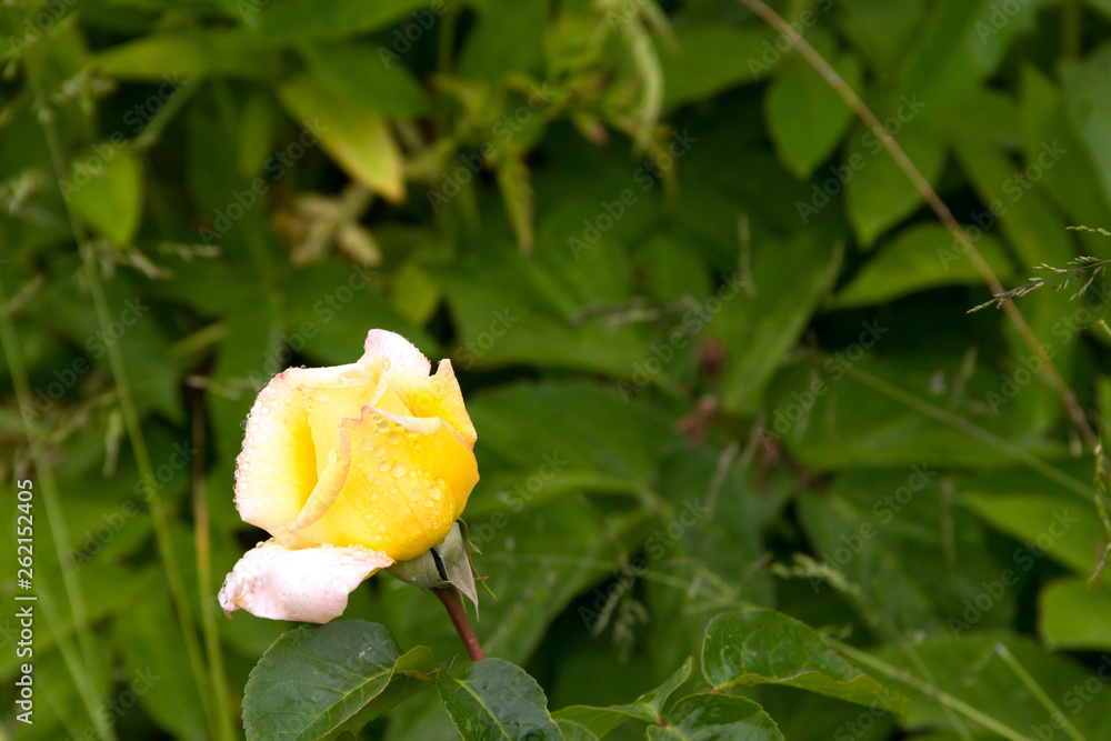 Young rose Gloria Dei (Peace) covered in drops after summer rain Young rose Gloria Dei (Peace) covered in drops after summer rain