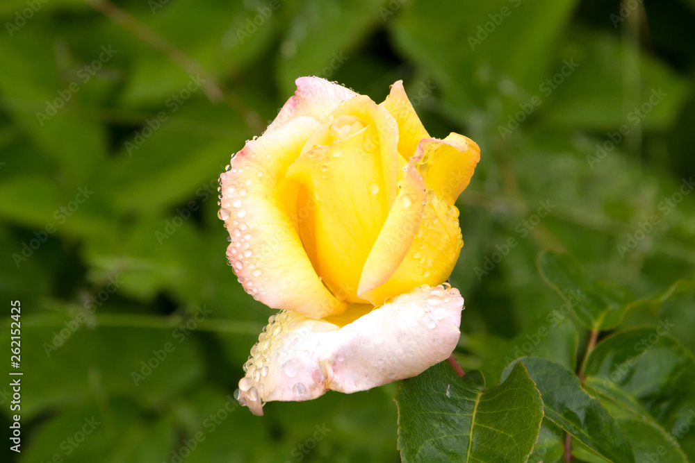 Young rose Gloria Dei (Peace) covered in drops after summer rain Young rose Gloria Dei (Peace) covered in drops after summer rain