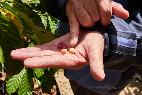 Coffee Beans