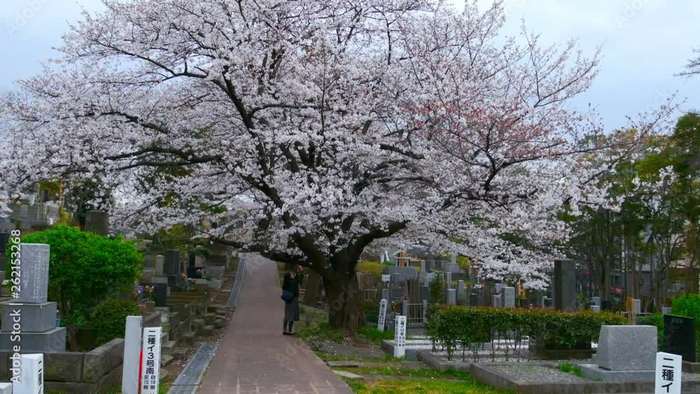 Cherry blossom festival at Aoyama Cemetery. Aoyama Cemetery is a popular spot during spring season. VDO 4k Cherry blossom festival at Aoyama Cemetery. Aoyama Cemetery is a popular spot during spring season. VDO 4k