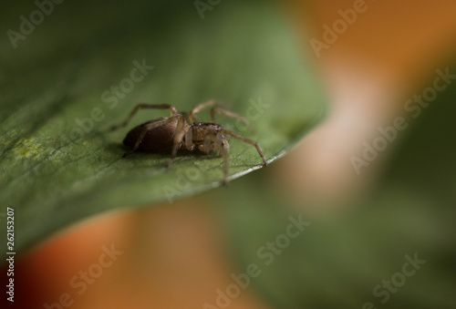 spider crawling on green grass. macro