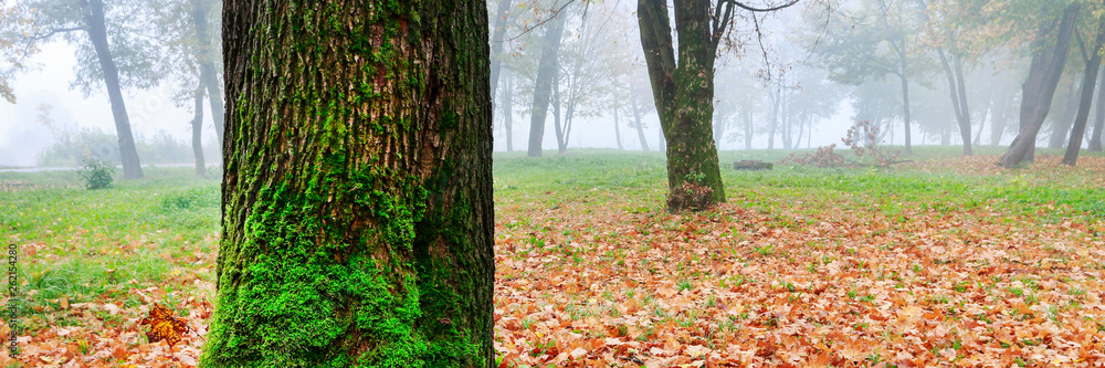 Misty autumn park, beautiful october morning.