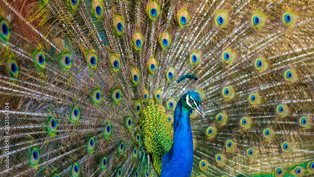 Fototapeta premium Isolated peacock in the wild- Israel
