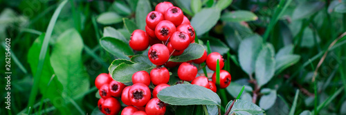 Wallpaper Mural Red berries (cotoneaster horizontalis) in the garden. Torontodigital.ca