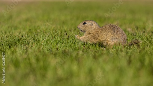 Small european brown ground squirrel standing in green grass and holding and consuming a piece of grass, sunny spring day at a prairie, copy space, blurry background