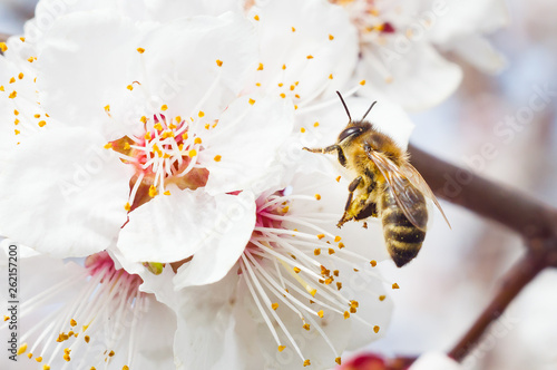 Bee pollens the flower of fruit tree spring