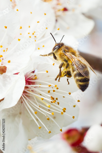 the bee pollutes the flower on the fruit tree