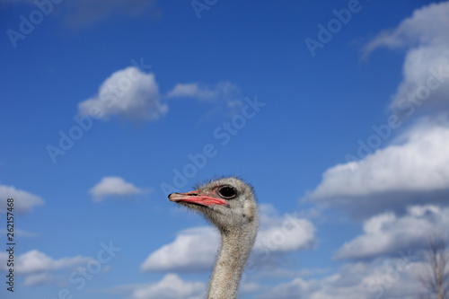 Ostrich head against the blue sky and white clouds