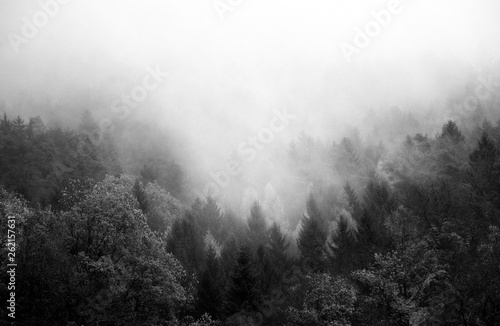 Nebel im und über dem Herbstwald