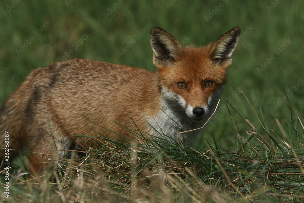 A magnificent wild Red Fox (Vulpes vulpes) hunting for food to eat in the long grass. A magnificent wild Red Fox (Vulpes vulpes) hunting for food to eat in the long grass.