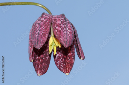 A beautiful Snake's-head Fritillary, Fritillaria meleagris, wildflower growing in a meadow. Britain's one native Fritillary.	