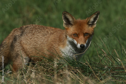 A magnificent wild Red Fox (Vulpes vulpes) hunting for food to eat in the long grass. © Sandra Standbridge