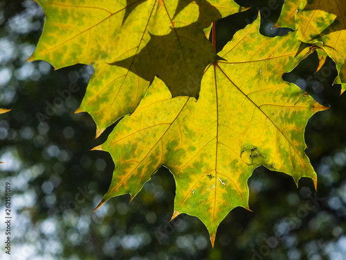 Leaves of Norway Maple, Acer platanoides, in autumn against sunlight with bokeh background, selective focus, shallow DOF
