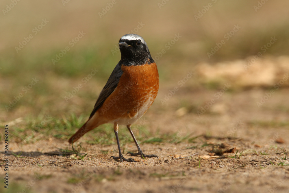 A beautiful male Redstart, Phoenicurus phoenicurus, hunting on the ground for insects to eat.