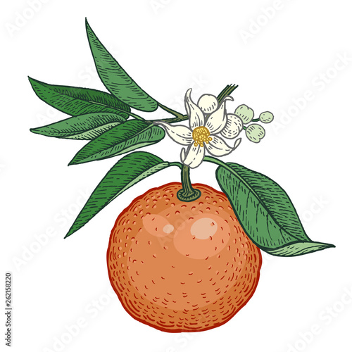 Bitter orange fruit. Color Vector illustration.