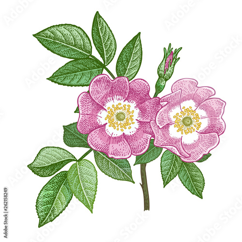 Medical plant Dog rose. Color Vector illustration.