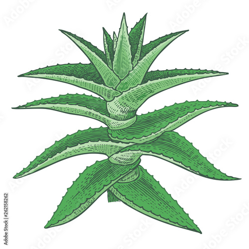 Medical plant Aloe vera. Color Vector illustration.