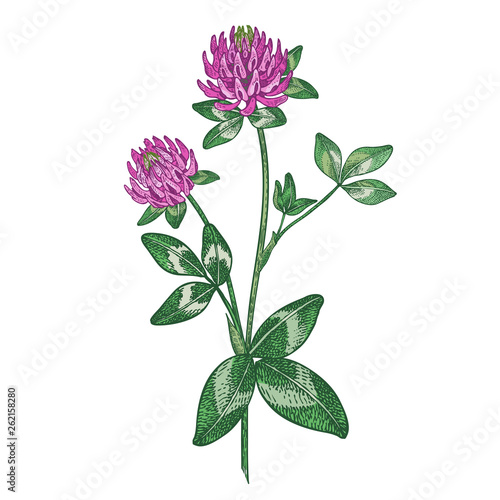 Medical plant Red clover. Color Vector illustration.