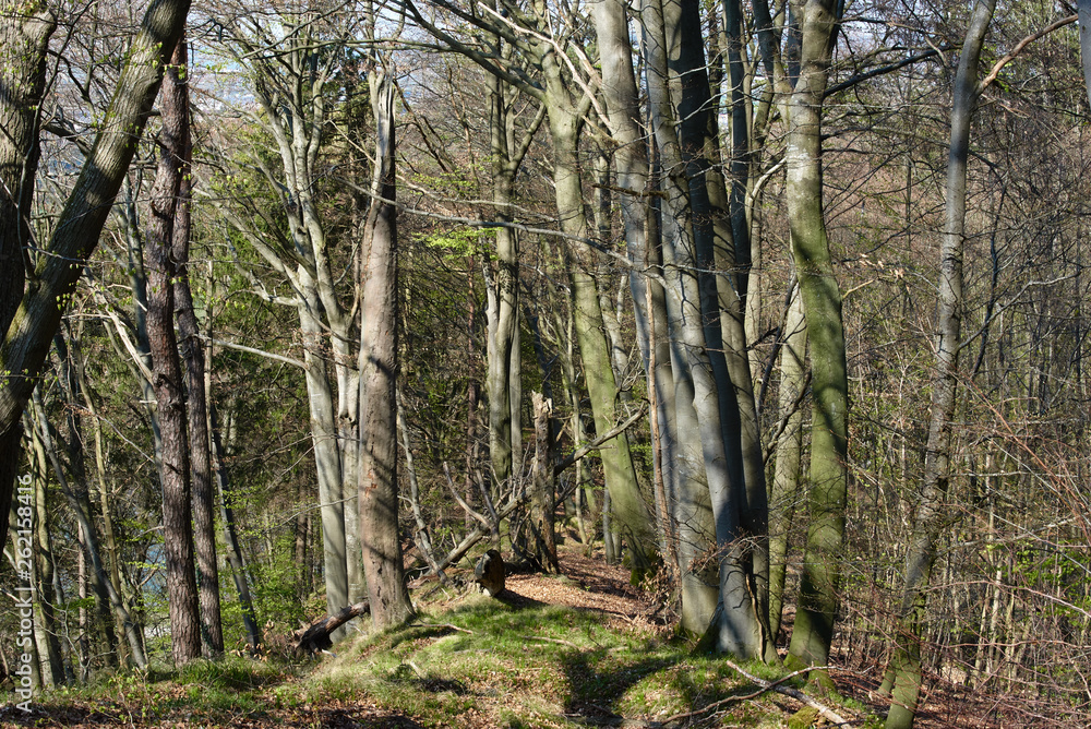 Fototapeta premium Bayrischer Buchen Wald