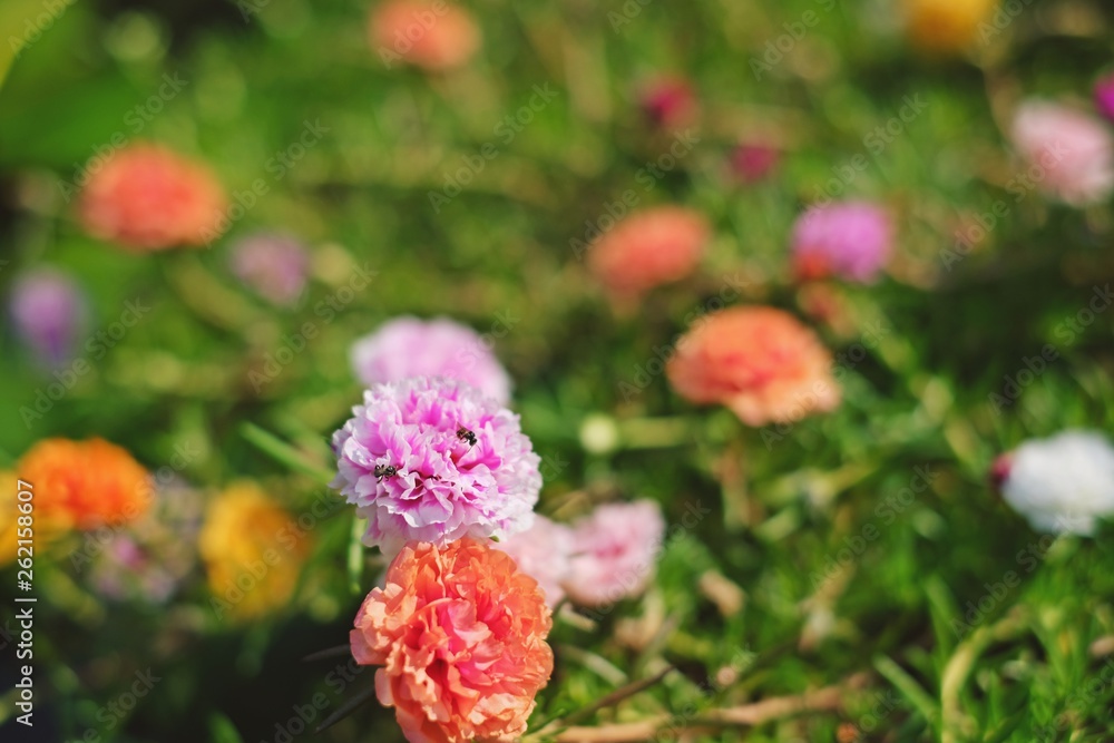 Beautiful Flower,portulaca grandiflora flowers,ten o'clock,sun rose or moss rose. Beautiful Flower,portulaca grandiflora flowers,ten o'clock,sun rose or moss rose.