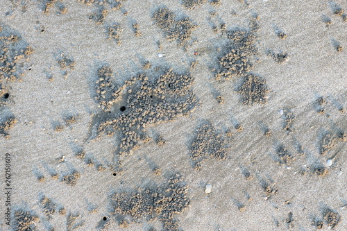A pile of sand caused by crab digging hole on the beach.