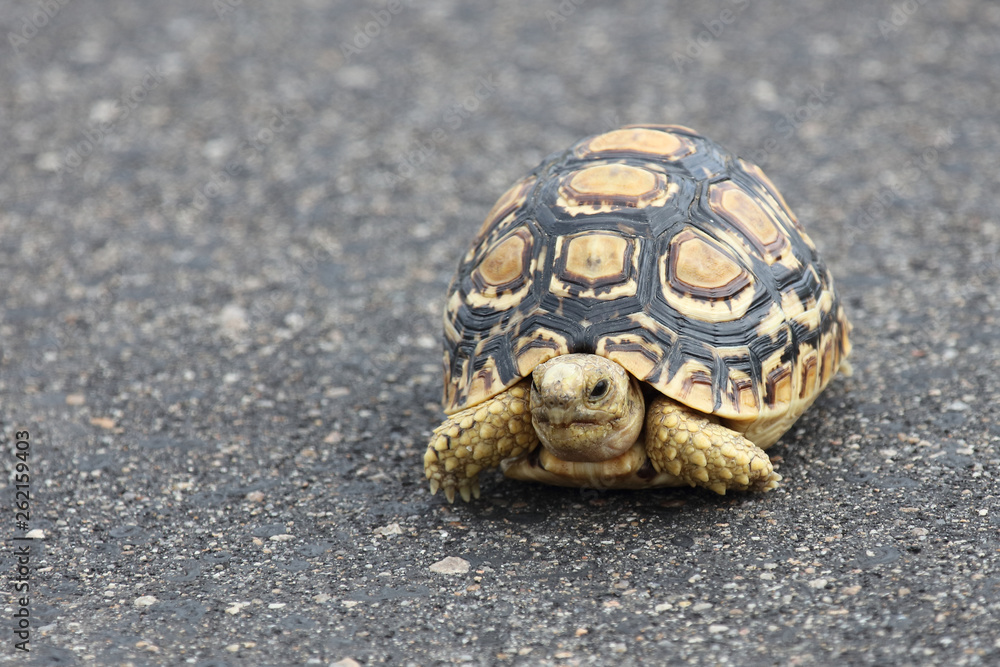 Leopardenschildkröte / Leopard Tortoise / Geochelone pardalis