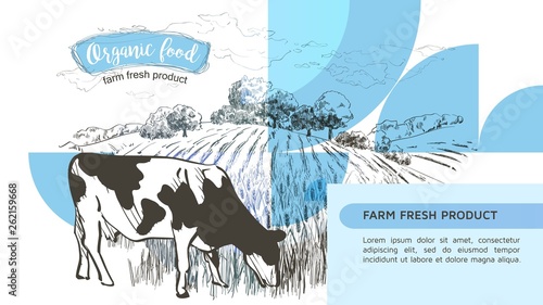 Cow in graphic line style, hand drawing vector image