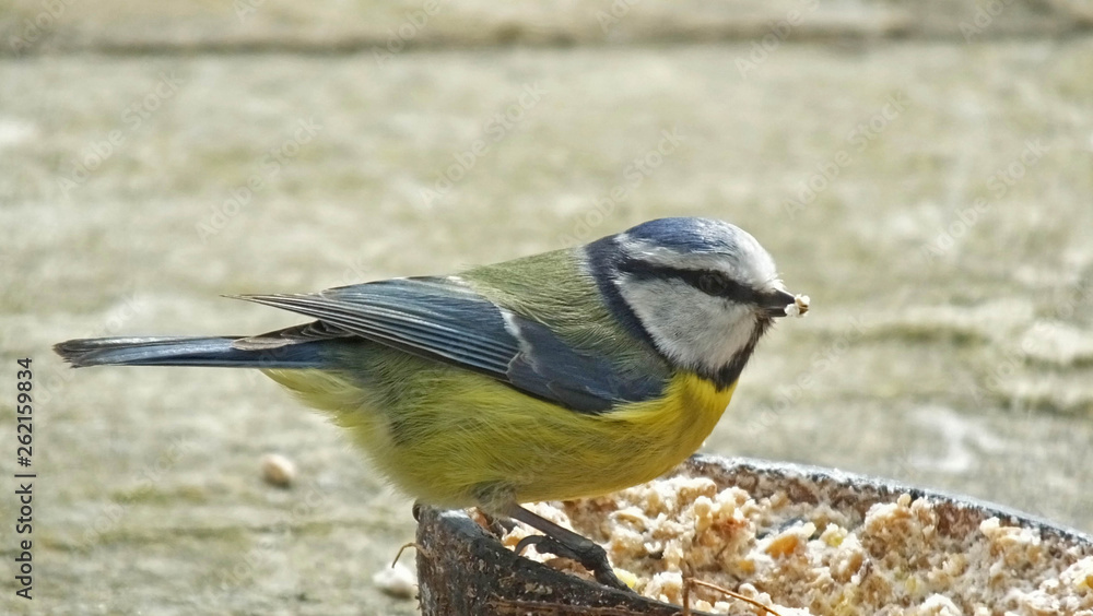 Obraz premium Blue Tit feeding from Insect Coconut Suet Shell
