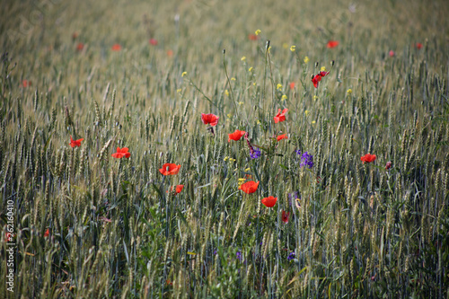 Landscape. Poppy on the field where oats grow. Wallpaper 