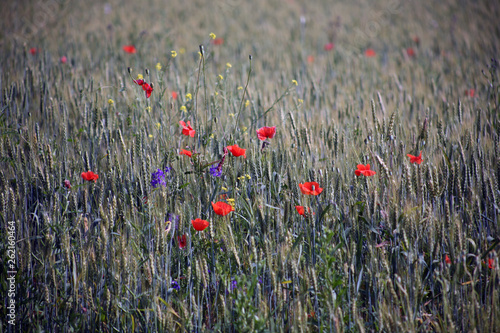 Landscape. Poppy on the field where oats grow. Wallpaper 