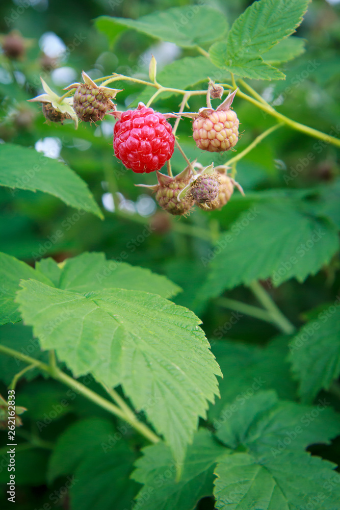 Ripe and unripe raspberries in the garden Ripe and unripe raspberries in the garden
