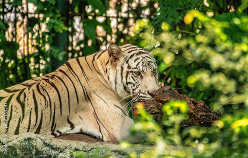 White tiger lying still in the background  blurred bokeh