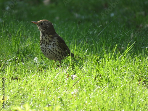 Wallpaper Mural singing thrush in the morning on wet grass Torontodigital.ca