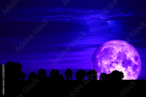 super purple snow moon back silhouette tree on dark sky