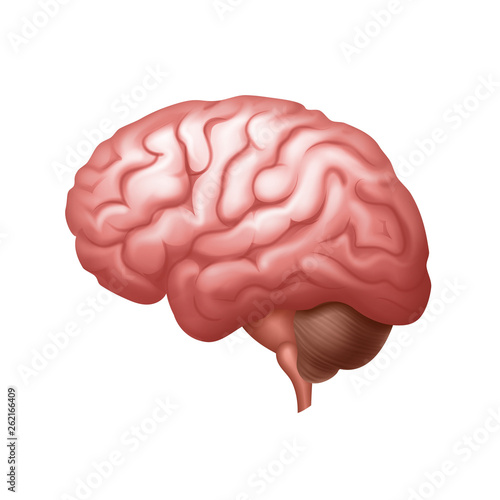 Human brain anatomy