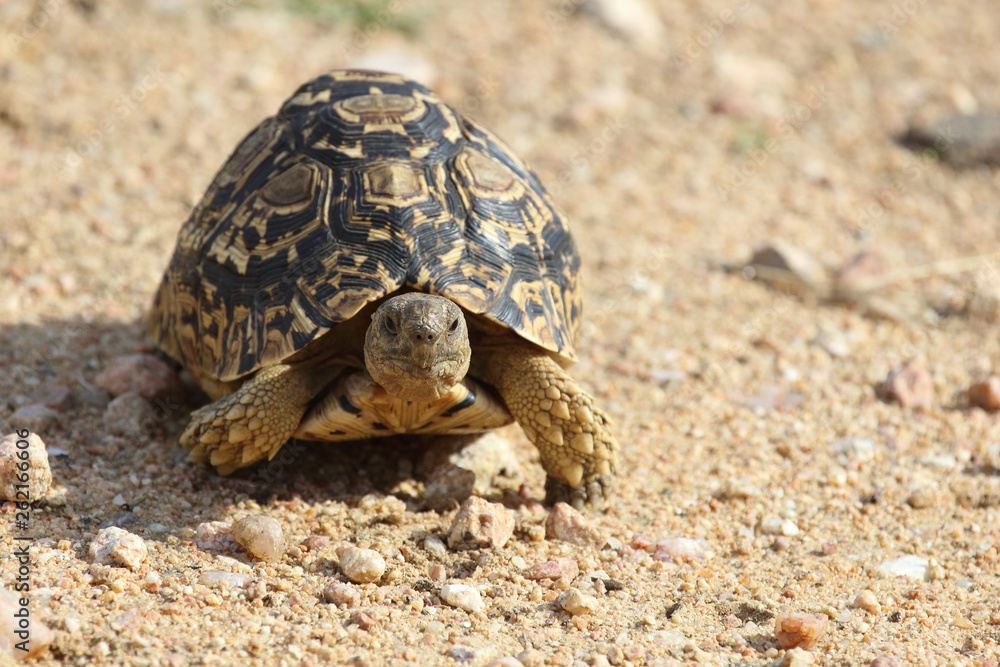 Leopardenschildkröte / Leopard Tortoise / Geochelone pardalis Leopardenschildkröte / Leopard Tortoise / Geochelone pardalis
