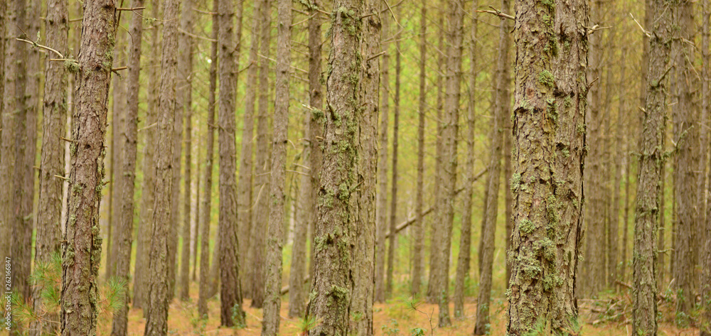 Obraz premium Natural Texture