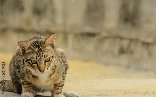 Brown tabby European Shorthair cat looking for something on gray background