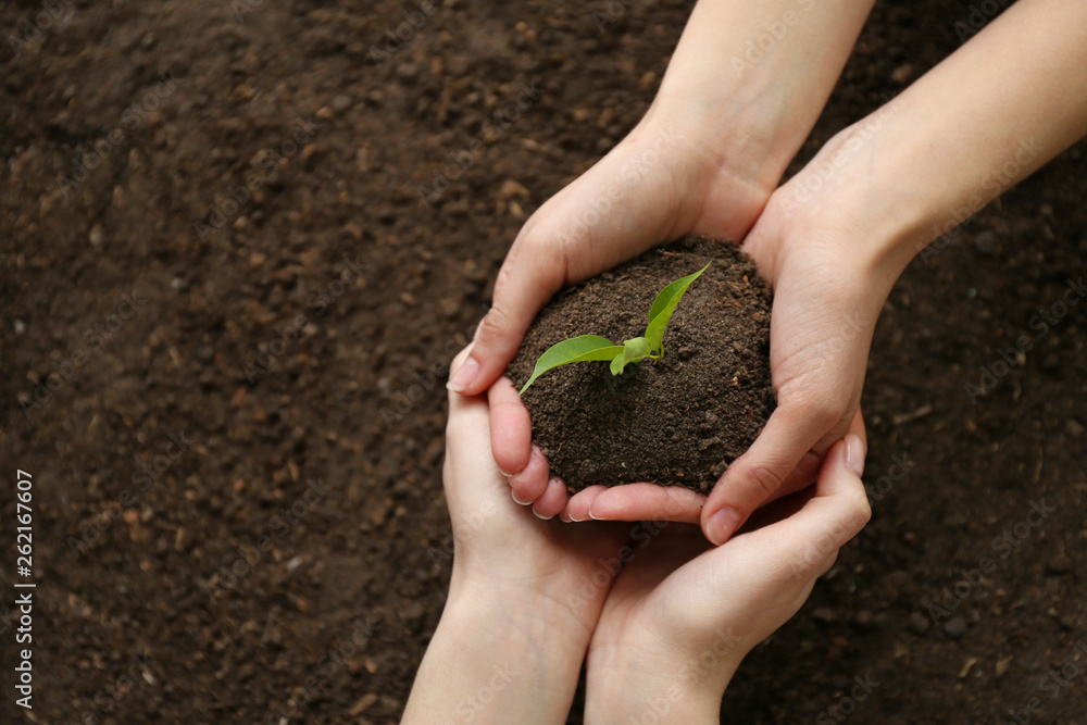 Women setting out plants in soil Women setting out plants in soil