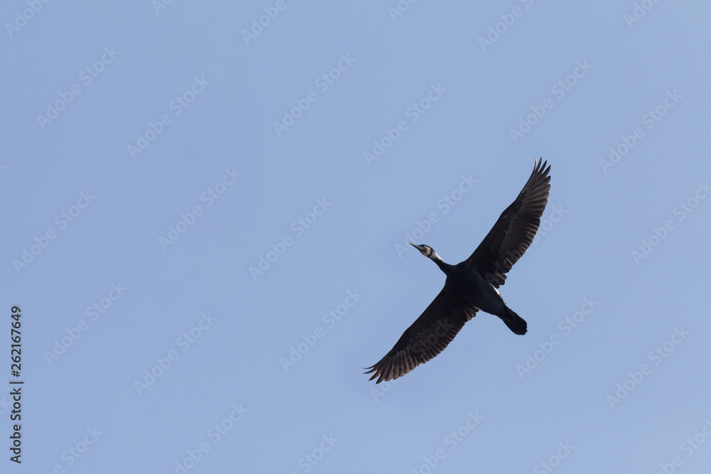 great black cormorant flying in a blue sky great black cormorant flying in a blue sky