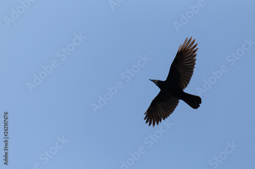 rook flying in a blue sky © romantiche