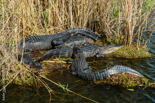 Anhinga Trail Alligators in Everglades National Park in Florida, United States
