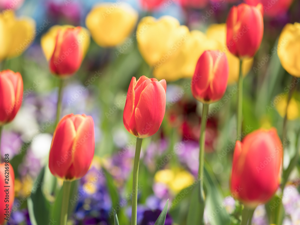 Fototapeta premium チューリップ畑