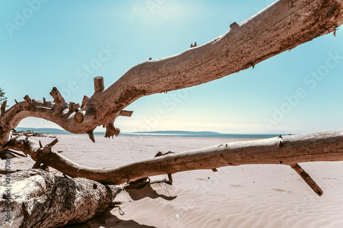log on the beach, snag, tree