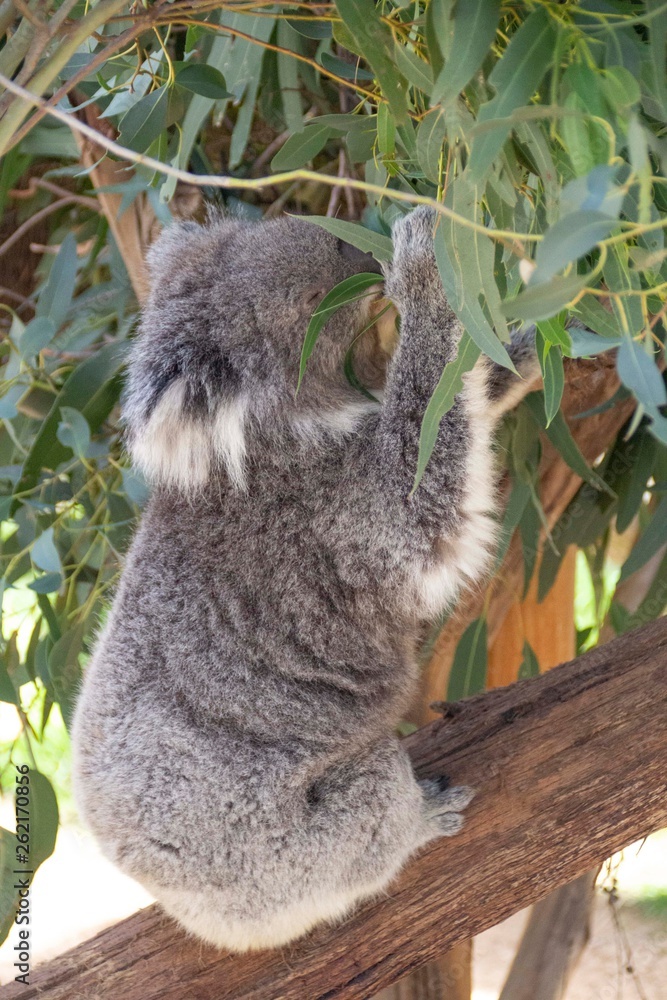 Obraz premium Koala Eating