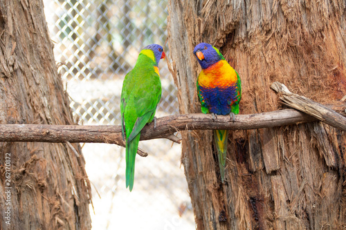 Chatter Parrots