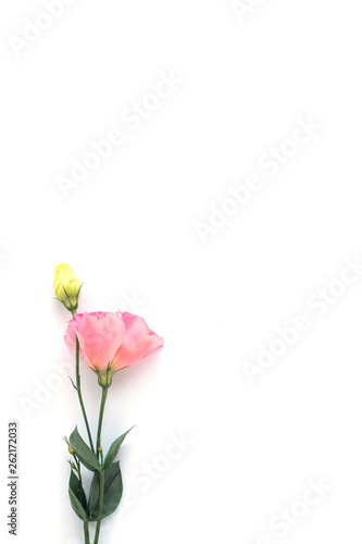 pink eustoma on a white background