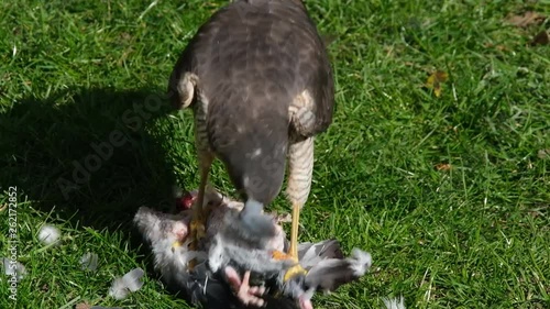 Female sparrow hawk with feral pigeon kill on urban house lawn. photo